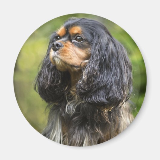 Royal Cavalier King Charles Spaniel Magnet (Vorne)