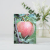 Royal Gala Apple Postkarte (Stehend Vorderseite)