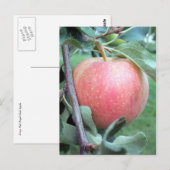 Royal Gala Apple Postkarte (Vorne/Hinten)
