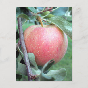 Royal Gala Apple Postkarte