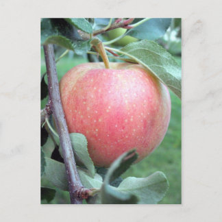 Royal Gala Apple Postkarte