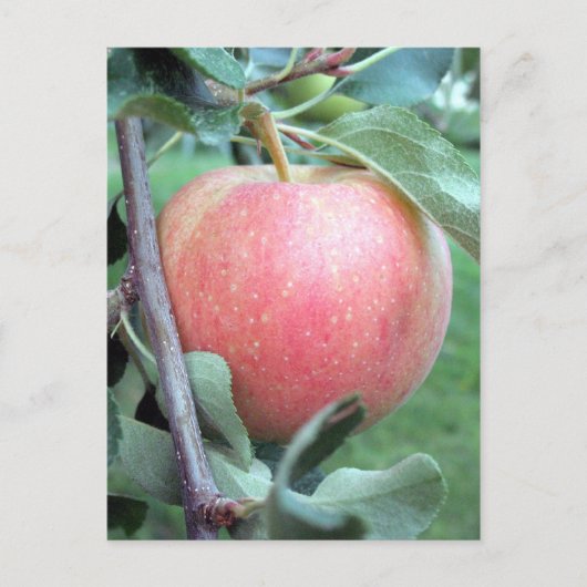 Royal Gala Apple Postkarte (Vorderseite)