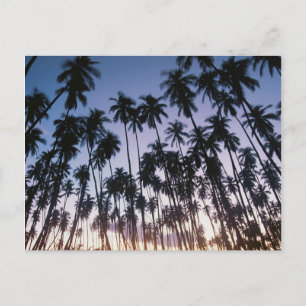 Royal Kupuva Palm Grove in Kaunakai Postkarte