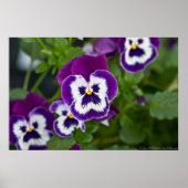 Royal Lila und White Matrix Pansy Poster (Vorne)
