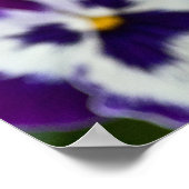Royal Lila und White Matrix Pansy Poster (Ecke)
