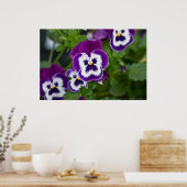 Royal Lila und White Matrix Pansy Poster (Küche)