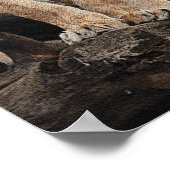 Royal Lioness Print Poster (Ecke)