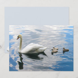 Royal Mute Swan and Cygnets Flat Card