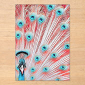 Royal Peacock Postcard - Art Postcard, Peacock Acryleinladungen (Vorderseite)