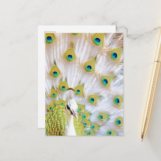 Royal Peacock Postcard - Art Postcard, Peacock Ankündigungspostkarte