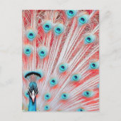 Royal Peacock Postcard - Art Postcard, Peacock Postkarte (Vorderseite)