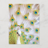 Royal Peacock Postcard - Art Postcard, Peacock Postkarte (Vorderseite)