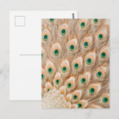 Royal Peacock Postcard - Art Postcard, Peacock Postkarte (Vorne/Hinten)
