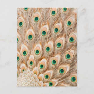 Royal Peacock Postcard - Art Postcard, Peacock Postkarte
