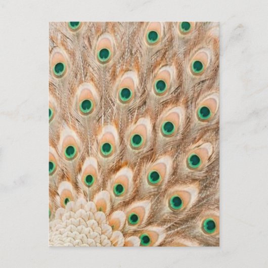 Royal Peacock Postcard - Art Postcard, Peacock Postkarte (Vorderseite)