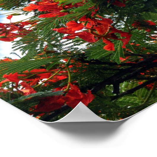 Royal Poinciana Blühende Baumdruckerei Poster (Ecke)