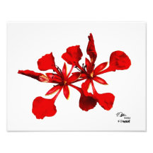 Royal Poinciana Blume