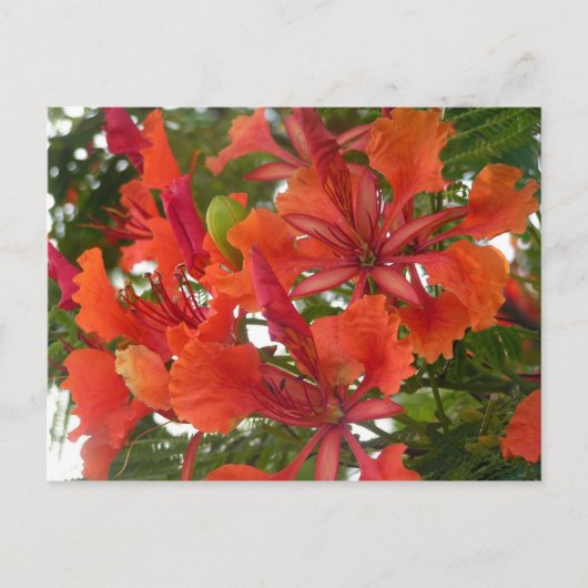 Royal Poinciana Blume Postcard Postkarte (Vorderseite)