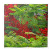 Royal Poinciana Fliese (Vorderseite)