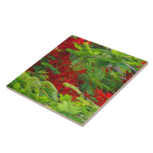 Royal Poinciana Fliese