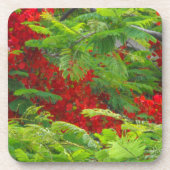 Royal Poinciana Getränkeuntersetzer (Vorderseite)
