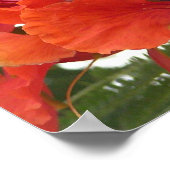 Royal Poinciana Poster (Ecke)