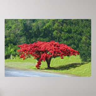 Royal Poinciana Poster