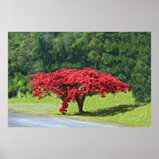 Royal Poinciana Poster (Vorne)