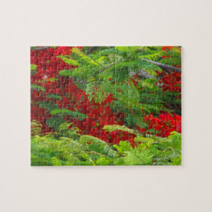 Royal Poinciana Puzzle