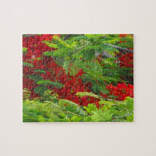 Royal Poinciana Puzzle (Horizontal)