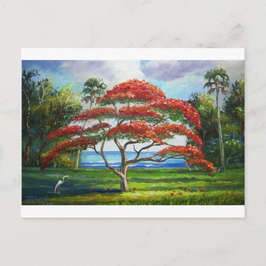 Royal Poinciana Tree Mazz Postkarte (Vorderseite)