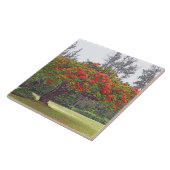 "ROYAL POINCIANA TREE"/RED BLOSSOMS FLIESE (Seite)