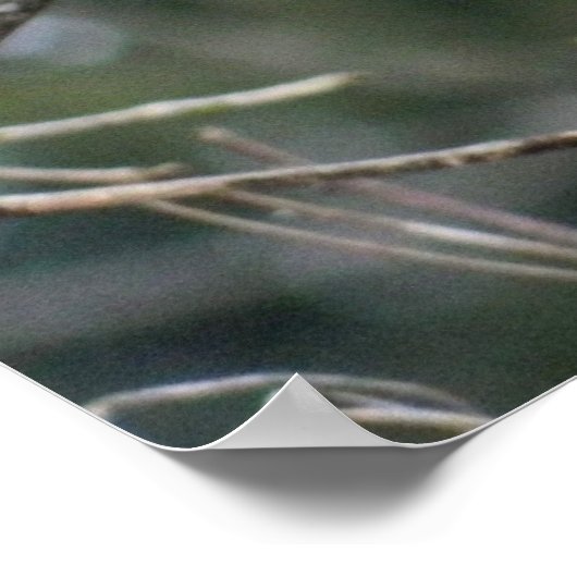 Royal Red Kardinal 24x24 Poster (Ecke)