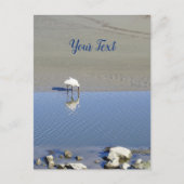 Royal Spoonbill Bird Custom Postkarte (Vorderseite)