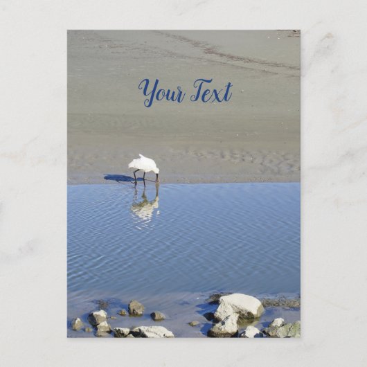 Royal Spoonbill Bird Custom Postkarte (Vorderseite)