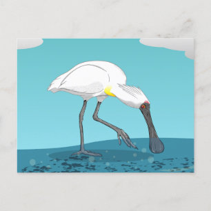 Royal Spoonbill NZ Postkarte