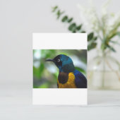 Royal Starling Postkarte (Stehend Vorderseite)