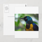 Royal Starling Postkarte (Vorne/Hinten)