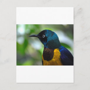 Royal Starling Postkarte