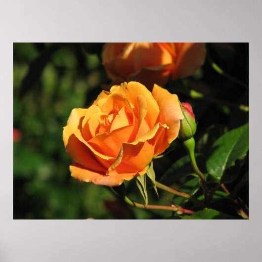 Royal Sunset Hybrid Tea Rose 016 Poster (Vorne)