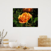 Royal Sunset Hybrid Tea Rose 016 Poster (Küche)