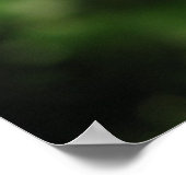 Royal Sunset Hybrid Tea Rose 016 Poster (Ecke)