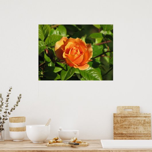 Royal Sunset Hybrid Tea Rose 018 Poster (Küche)