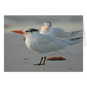 ROYAL TERN