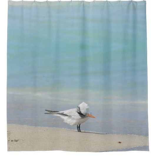 Royal Tern an der fotografischen Küste Duschvorhang (Vorderseite)