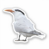 Royal Tern Aufkleber (Vorderseite)