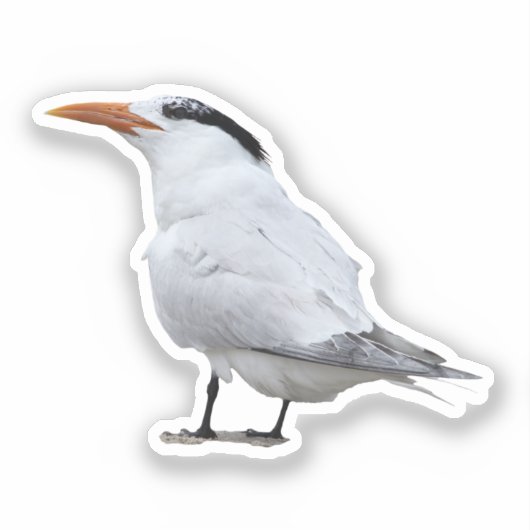 Royal Tern Aufkleber (Vorderseite)