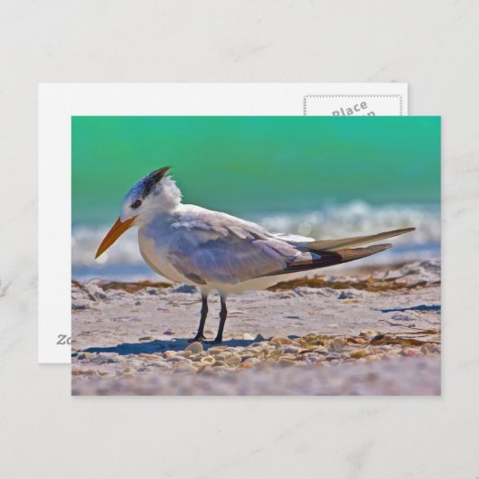 Royal Tern Bird Postcard Postkarte (Vorne/Hinten)