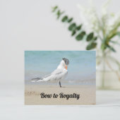Royal Tern Bow zu Royalty Funny Fotografy Postkarte (Stehend Vorderseite)