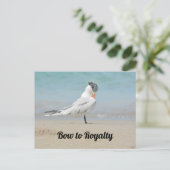 Royal Tern Bow zu Royalty Funny Fotografy Postkarte (Stehend Vorderseite)